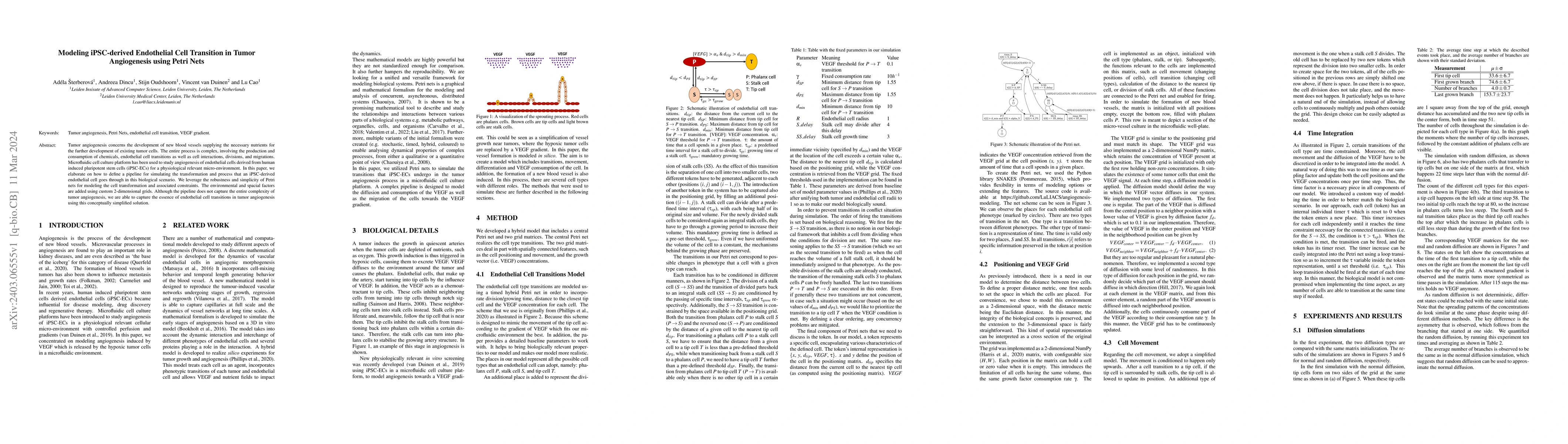 Thumbnail for Modeling iPSC-derived Endothelial Cell Transition in Tumor Angiogenesis
  using Petri Nets
