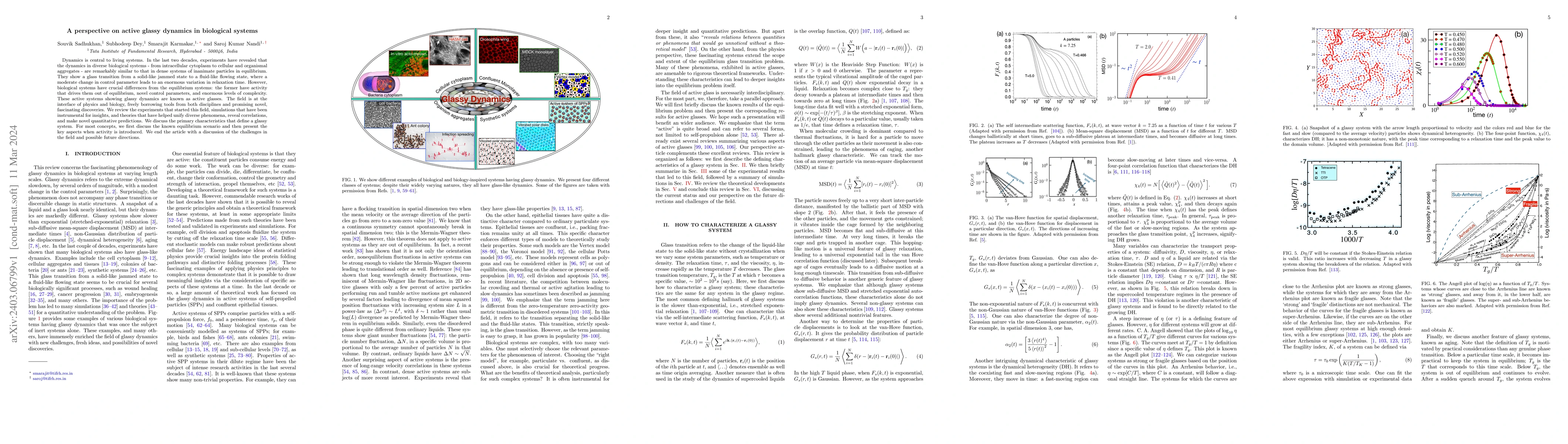 Thumbnail for A perspective on active glassy dynamics in biological systems