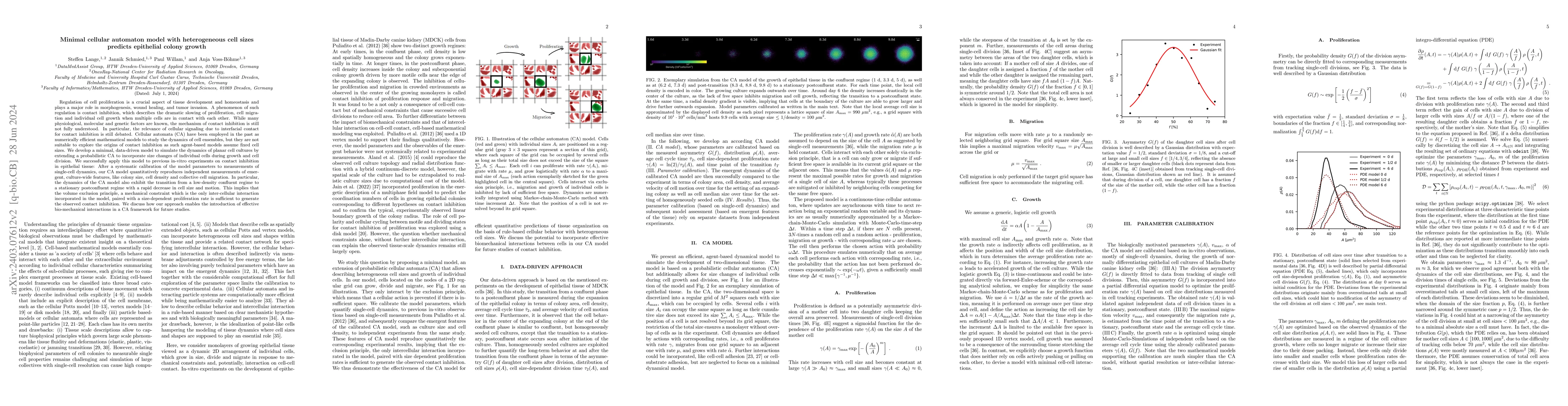 Thumbnail for Minimal cellular automaton model with heterogeneous cell sizes predicts
  epithelial colony growth