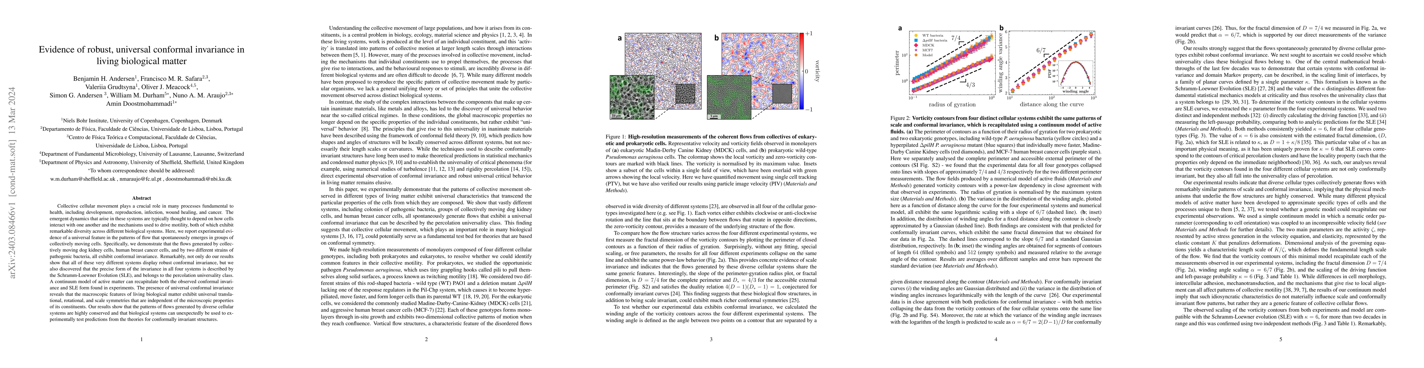 Thumbnail for Evidence of robust, universal conformal invariance in living biological
  matter