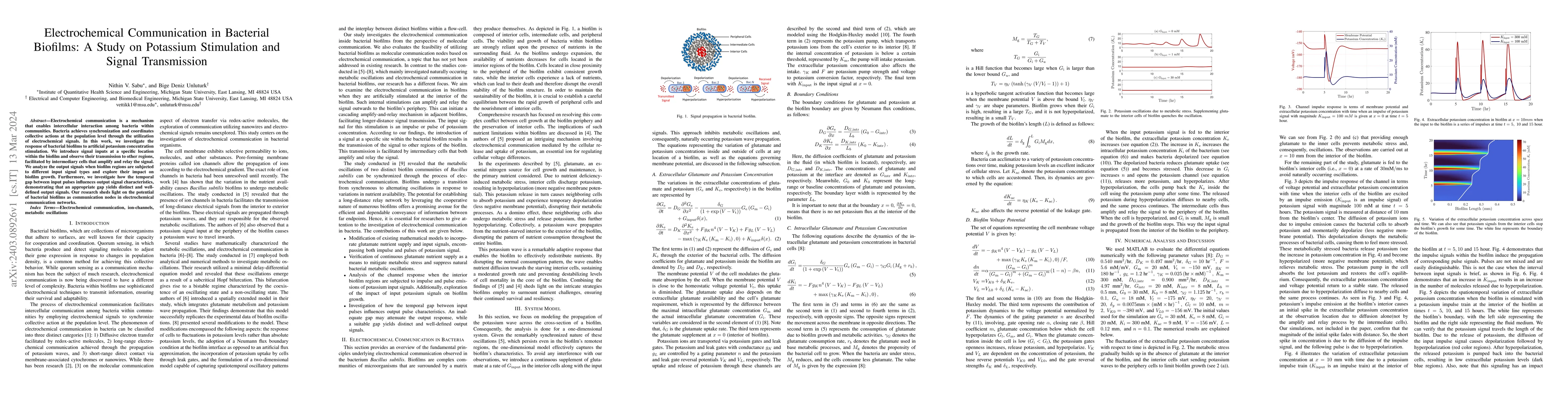 Thumbnail for Electrochemical Communication in Bacterial Biofilms: A Study on
  Potassium Stimulation and Signal Transmission