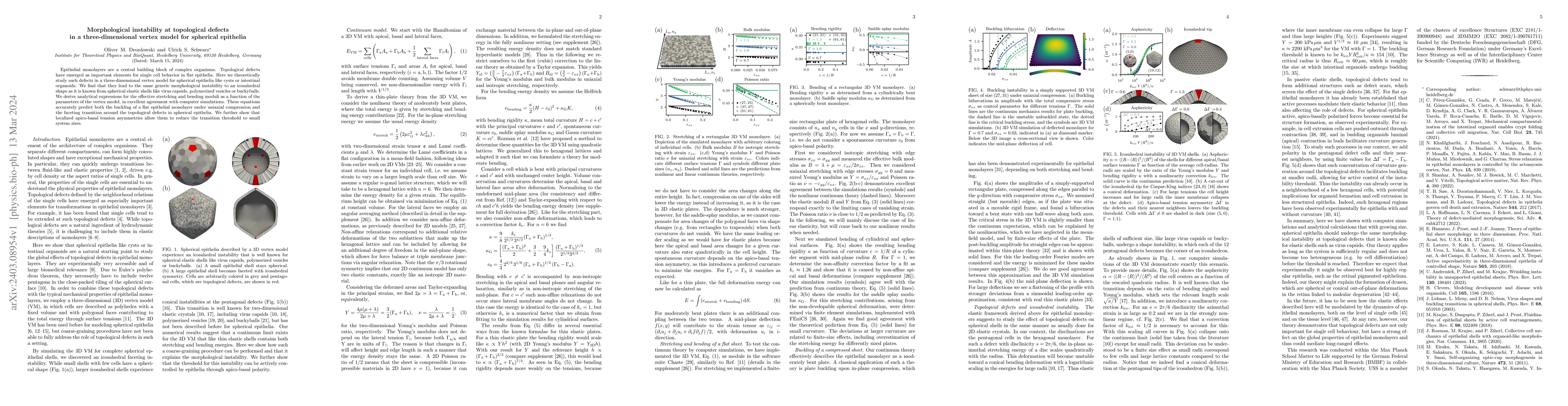 Thumbnail for Morphological instability at topological defects in a three-dimensional
  vertex model for spherical epithelia