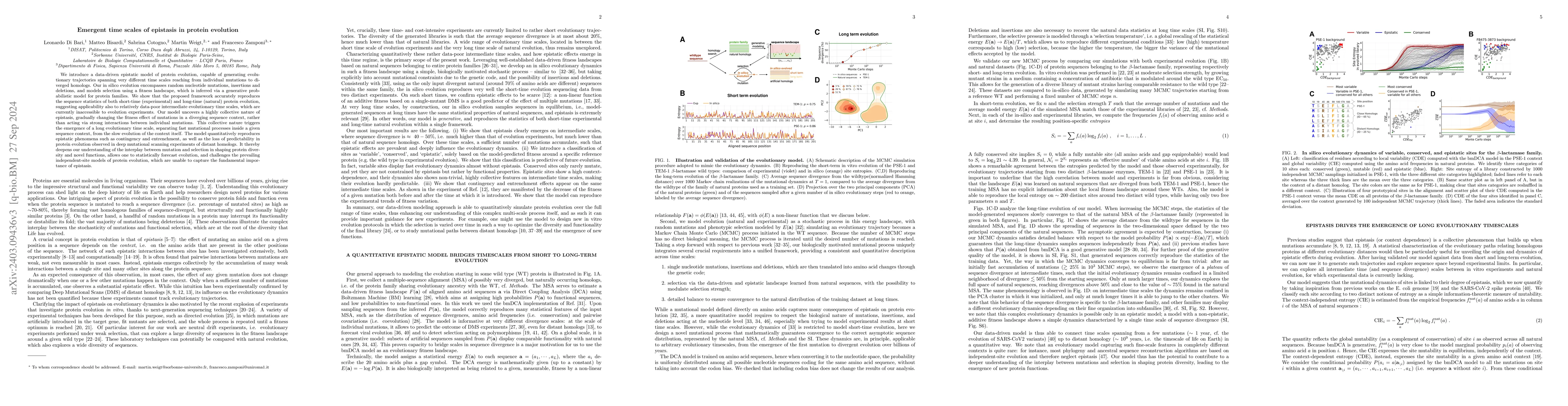 Thumbnail for Emergent time scales of epistasis in protein evolution
