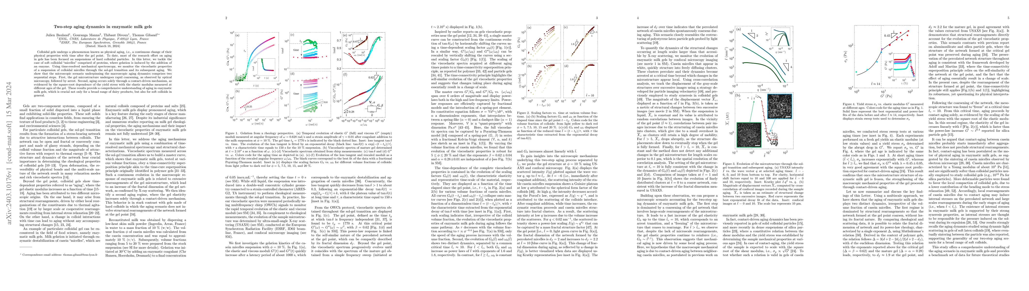 Thumbnail for Two-step aging dynamics in enzymatic milk gels