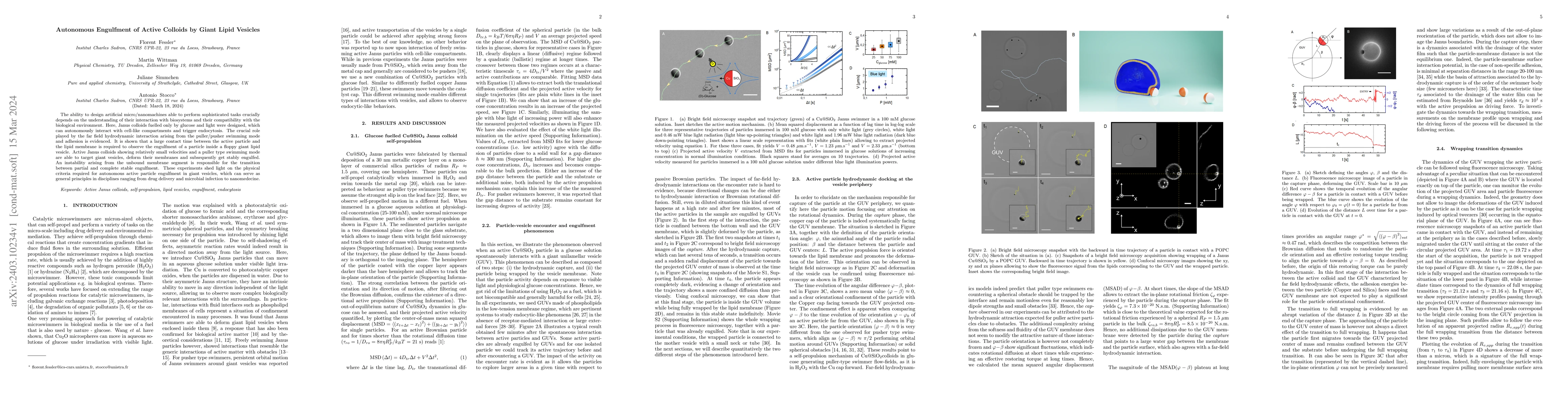 Thumbnail for Autonomous Engulfment of Active Colloids by Giant Lipid Vesicles