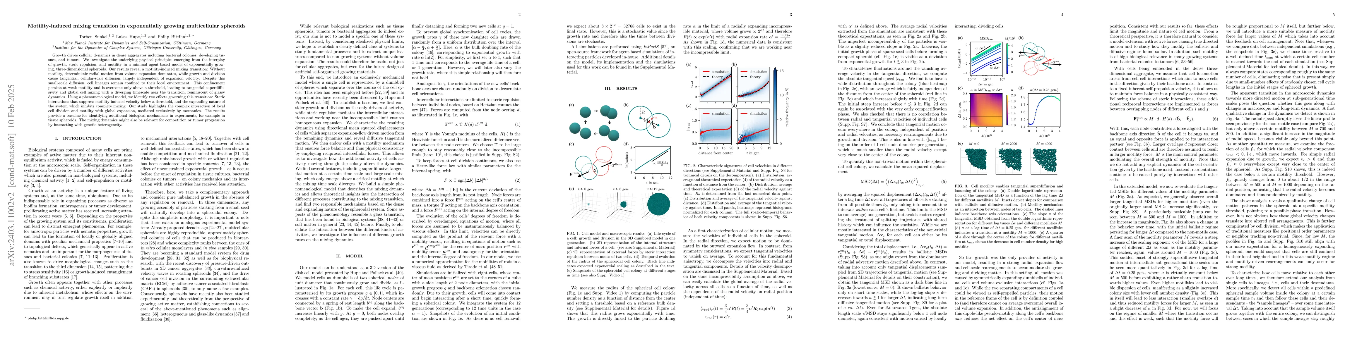 Thumbnail for Tangential diffusion and motility-induced mixing transition in
  exponentially growing multicellular spheroids