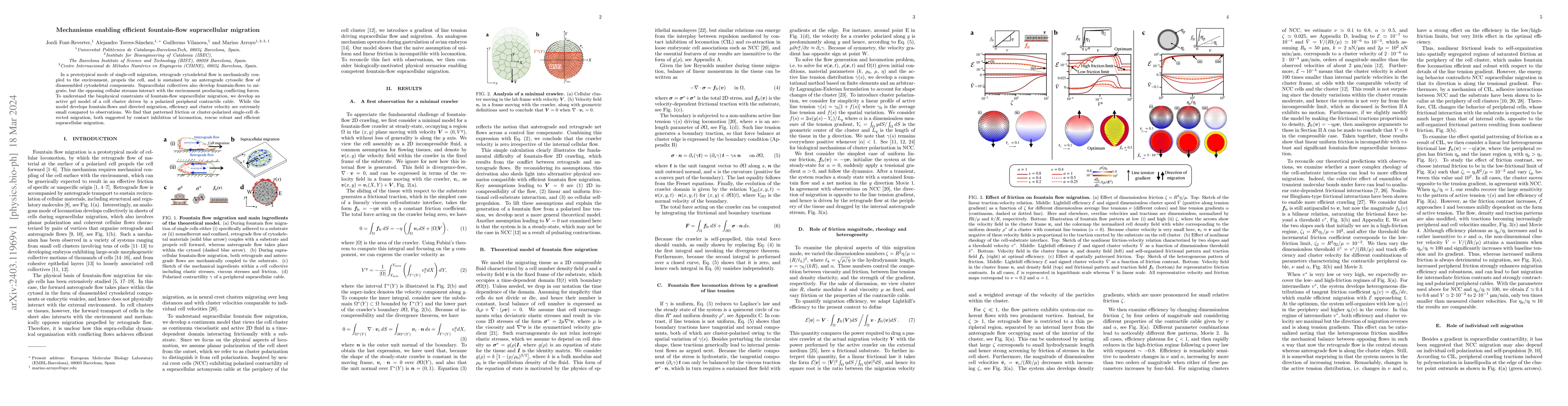 Thumbnail for Mechanisms enabling efficient fountain-flow supracellular migration
