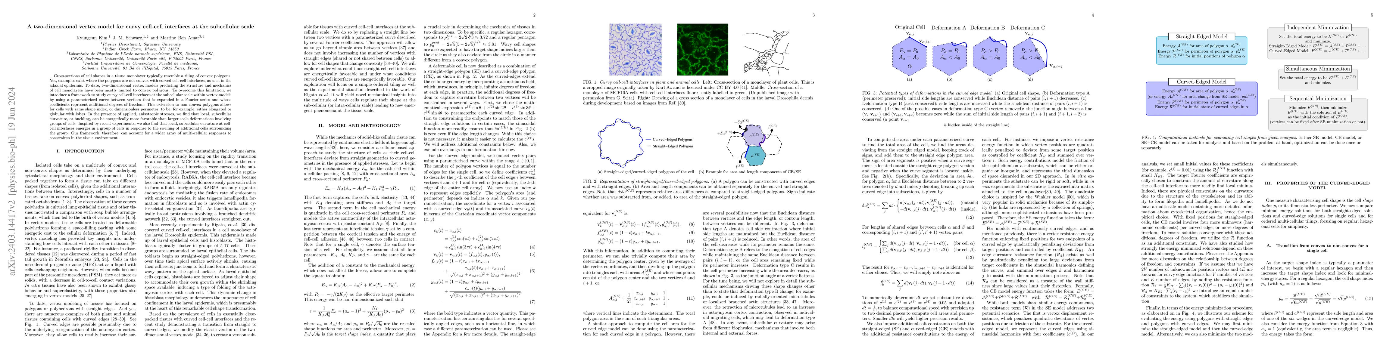 Thumbnail for A two-dimensional vertex model for curvy cell-cell interfaces at the
  subcellular scale