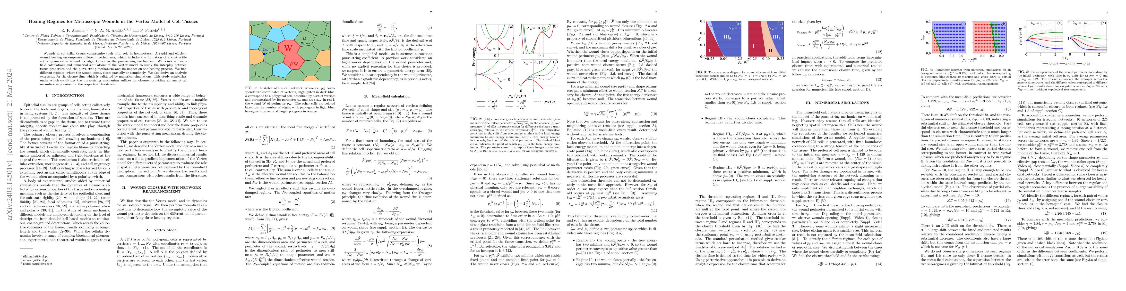 Thumbnail for Healing Regimes for Microscopic Wounds in the Vertex Model of Cell
  Tissues