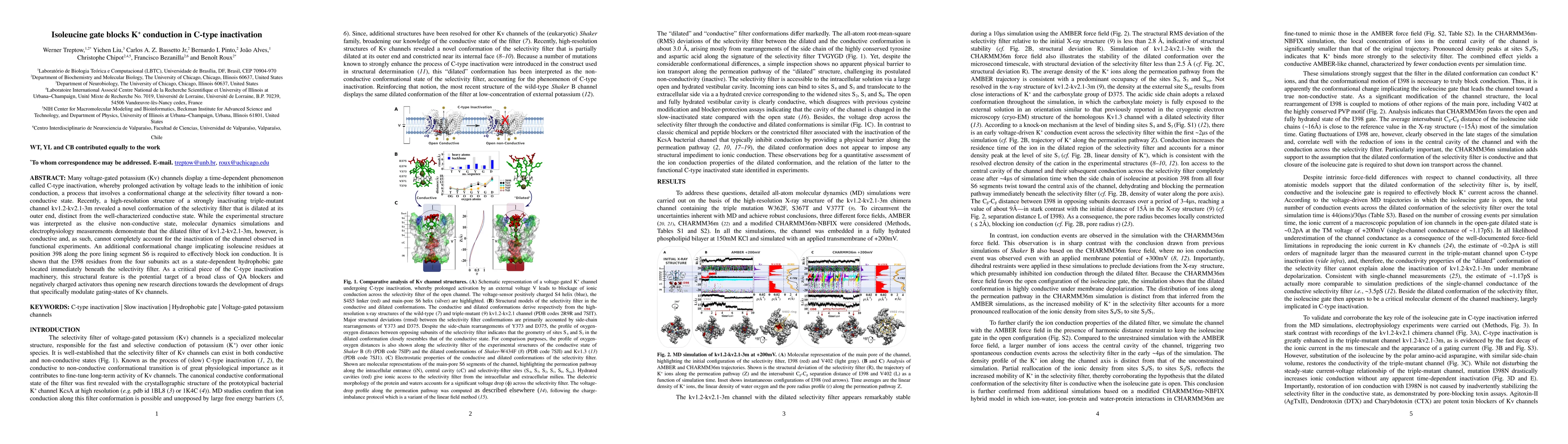 Thumbnail for Isoleucine gate blocks K+ conduction in C-type inactivation