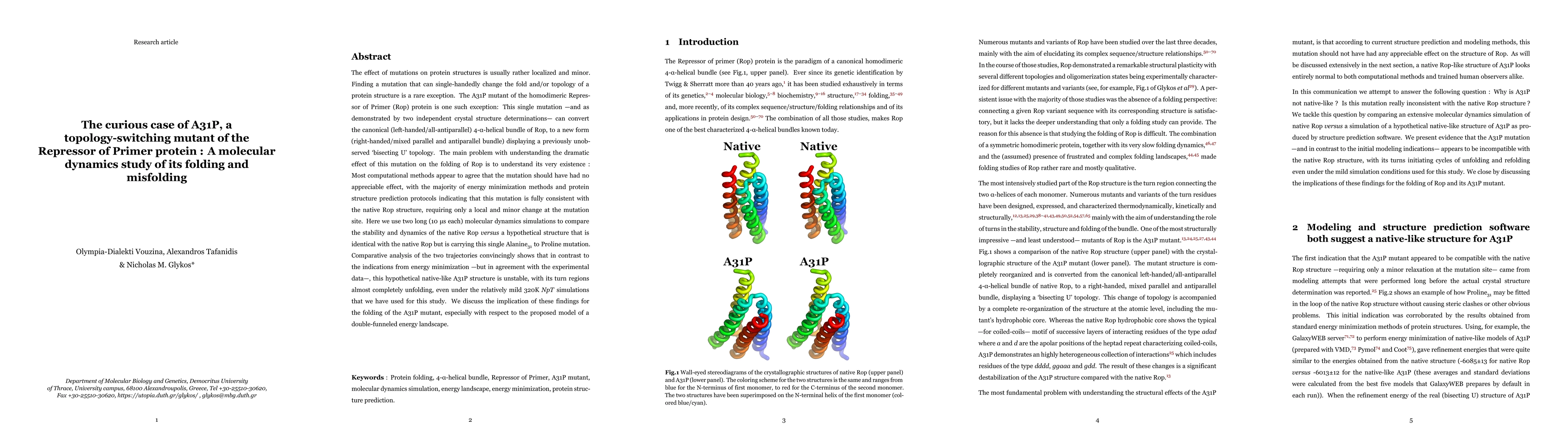 Thumbnail for The curious case of A31P, a topology-switching mutant of the Repressor
  of Primer protein : A molecular dynamics study of its folding and misfolding