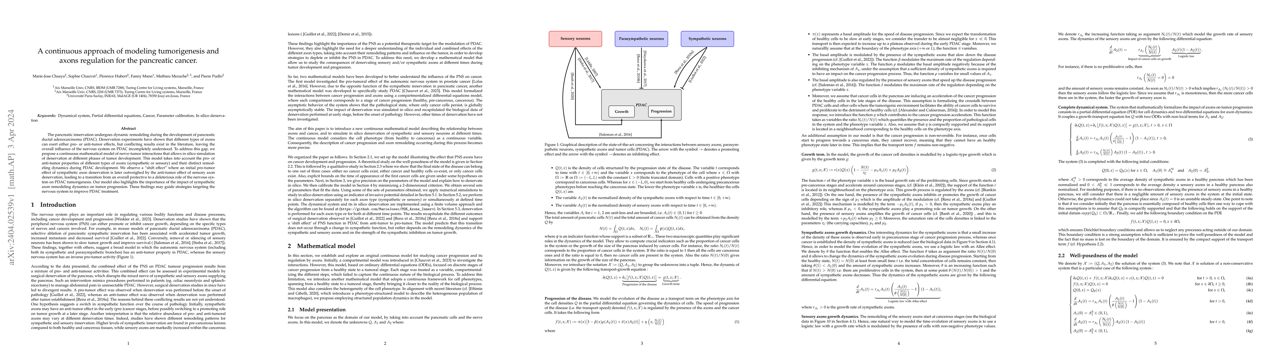 Thumbnail for A continuous approach of modeling tumorigenesis and axons regulation for
  the pancreatic cancer
