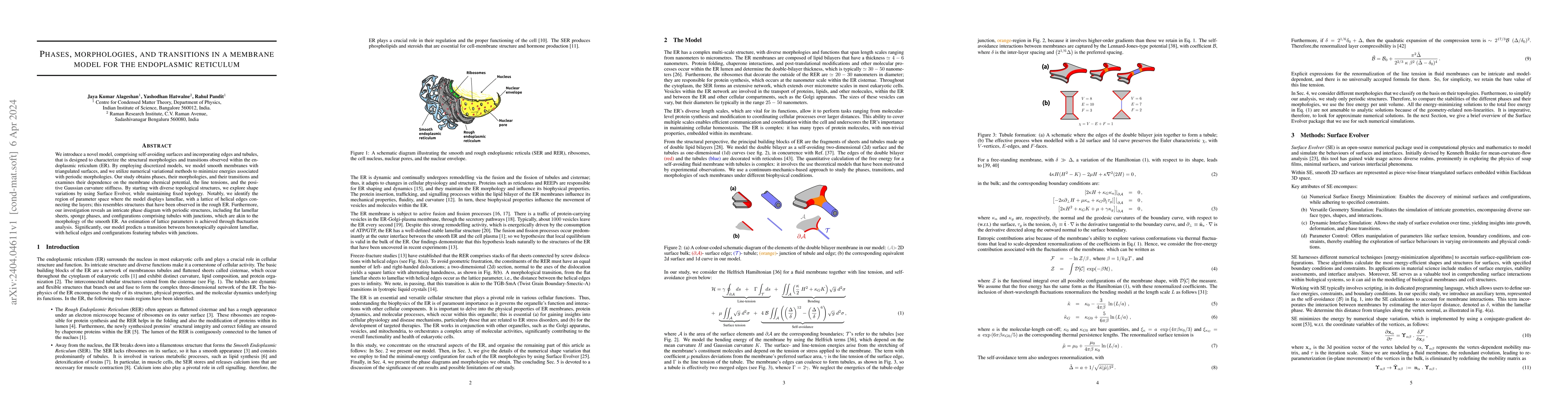 Thumbnail for Phases, morphologies, and transitions in a membrane model for the
  endoplasmic reticulum