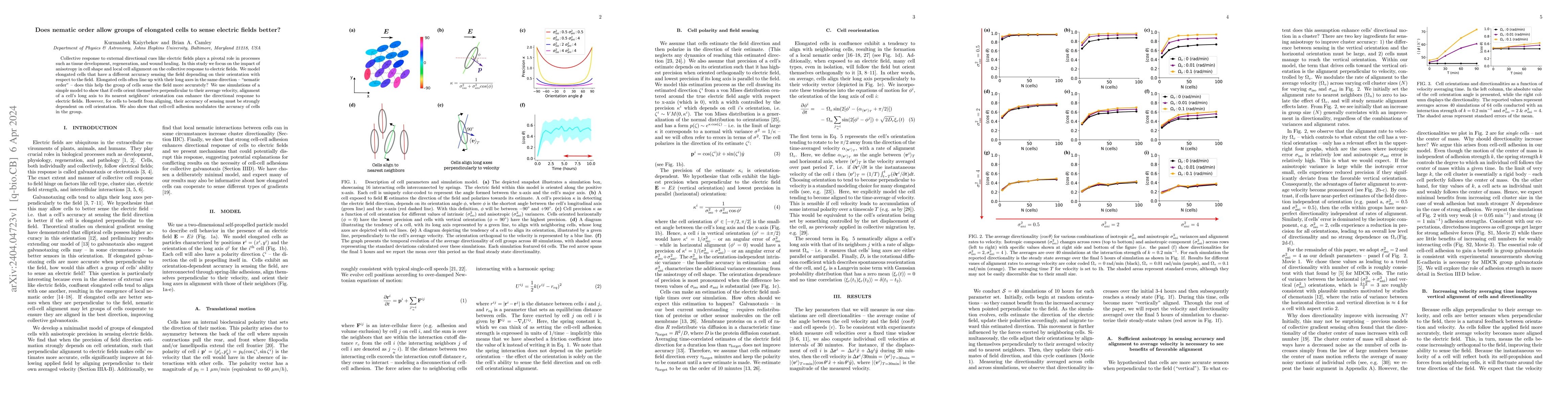 Thumbnail for Does nematic order allow groups of elongated cells to sense electric
  fields better?