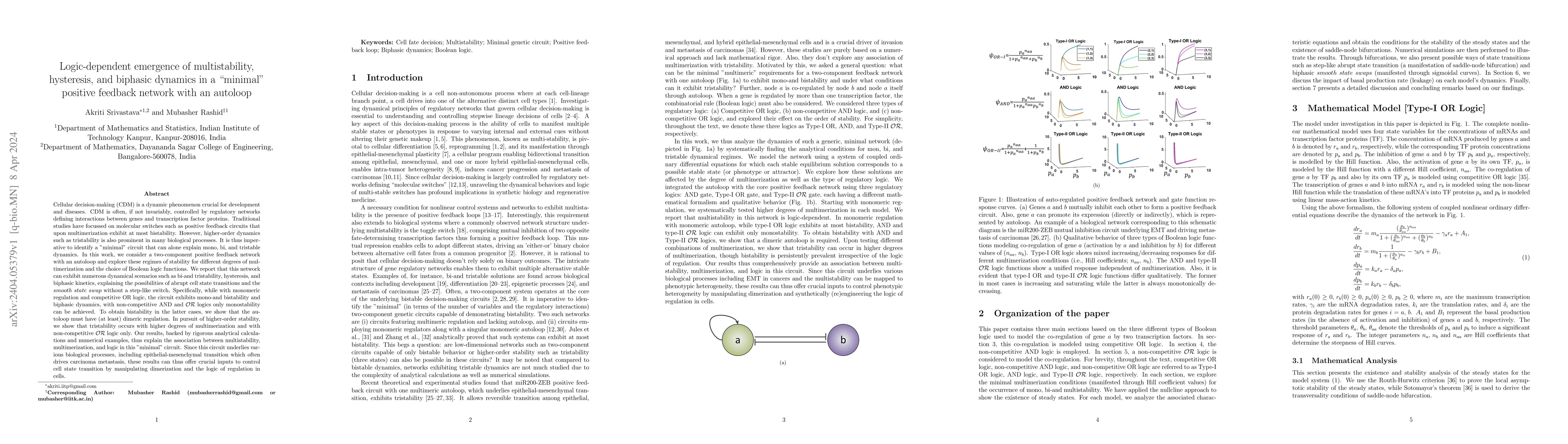 Thumbnail for Logic-dependent emergence of multistability, hysteresis, and biphasic
  dynamics in a minimal positive feedback network with an autoloop