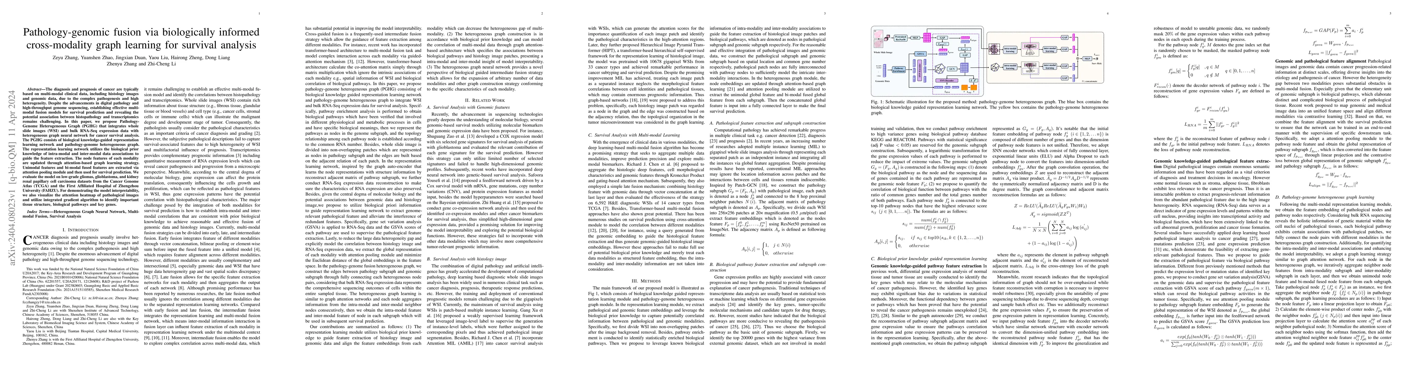Thumbnail for Pathology-genomic fusion via biologically informed cross-modality graph
  learning for survival analysis
