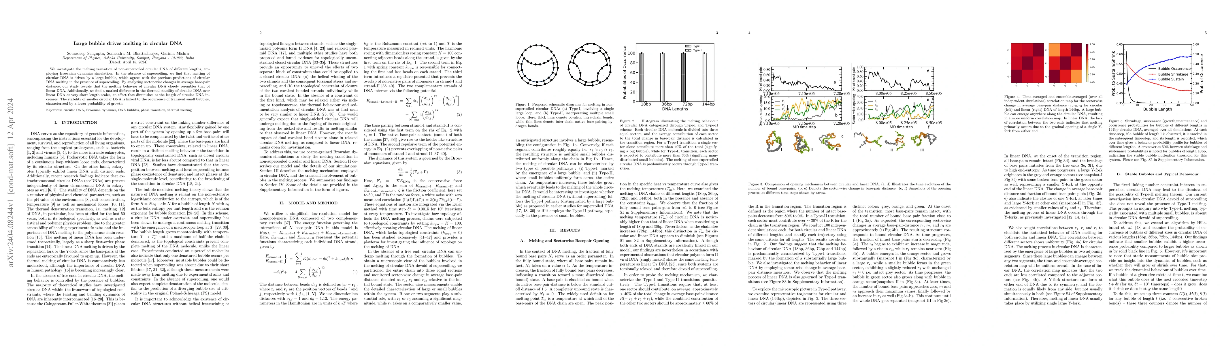 Thumbnail for Large bubble drives melting in circular DNA