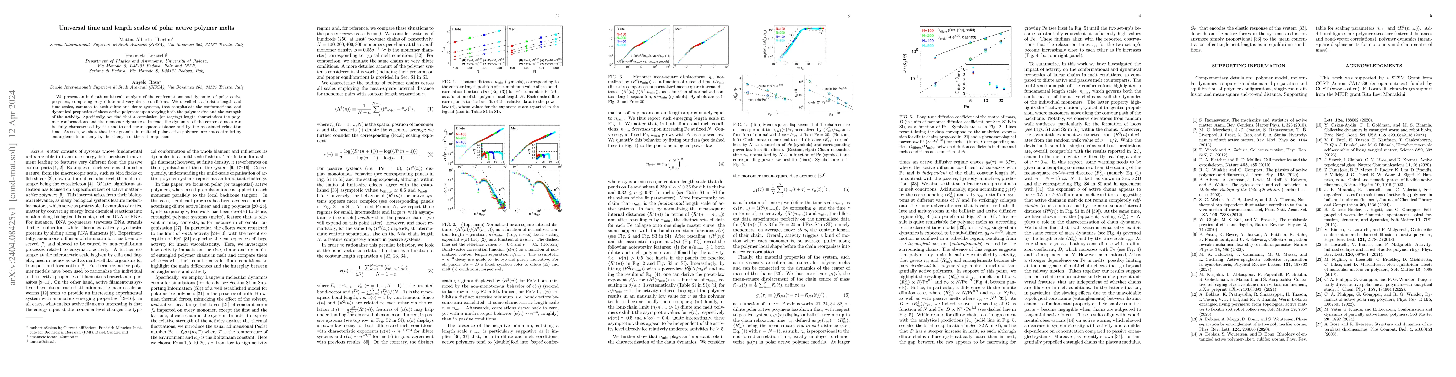 Thumbnail for Universal time and length scales of polar active polymer melts