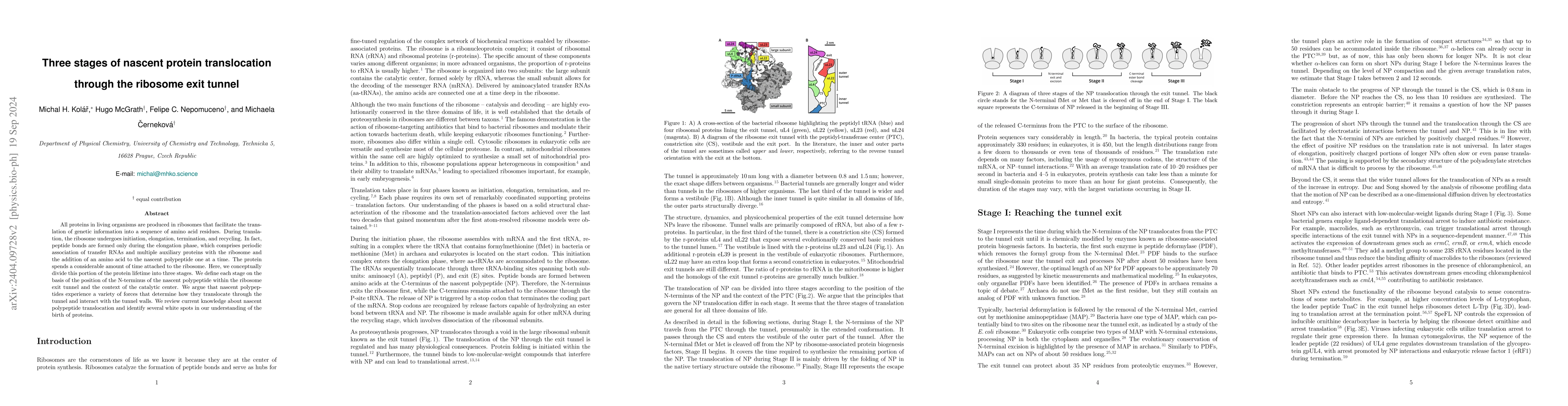 Thumbnail for Three epochs of nascent protein translocation through the ribosome exit
  tunnel