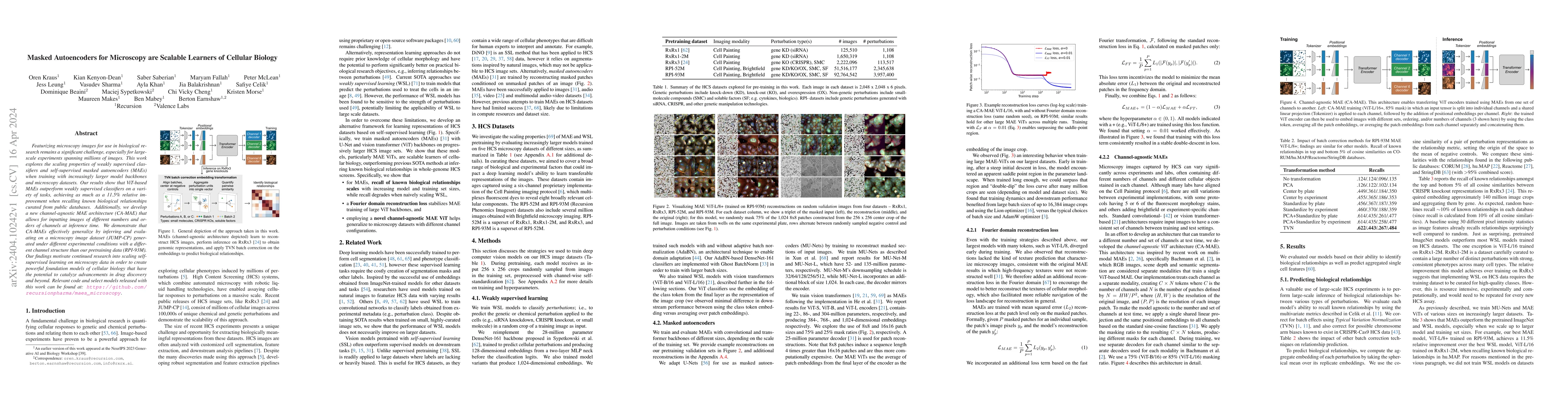 Thumbnail for Masked Autoencoders for Microscopy are Scalable Learners of Cellular
  Biology