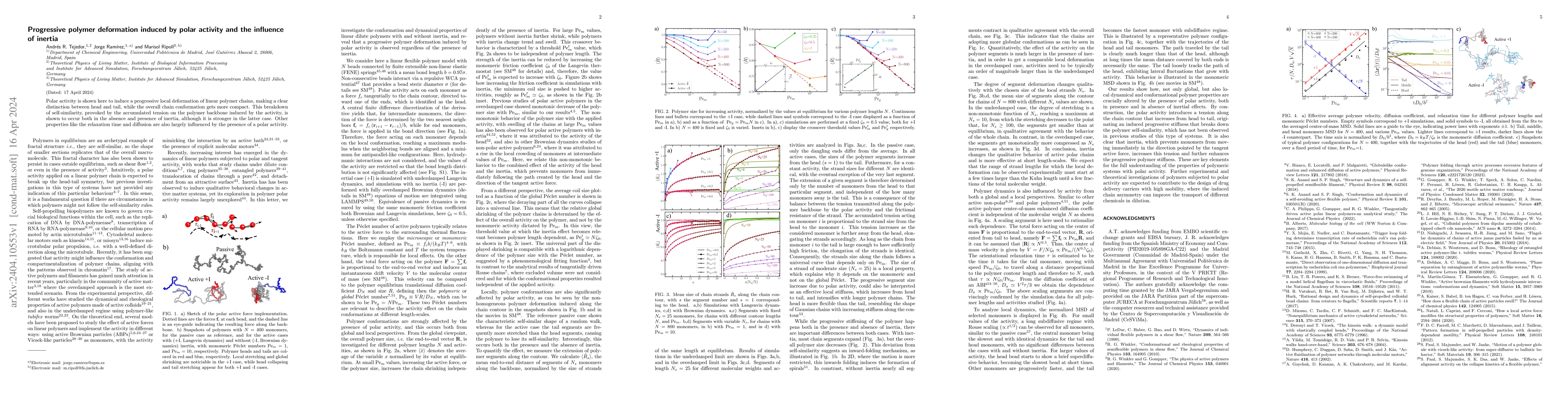 Thumbnail for Progressive polymer deformation induced by polar activity and the
  influence of inertia