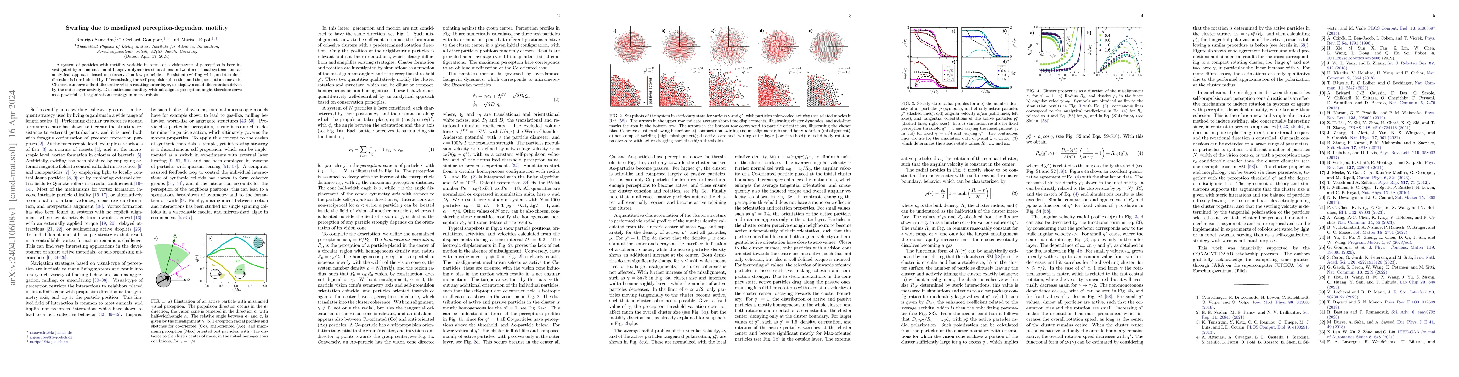 Thumbnail for Swirling due to misaligned perception-dependent motility