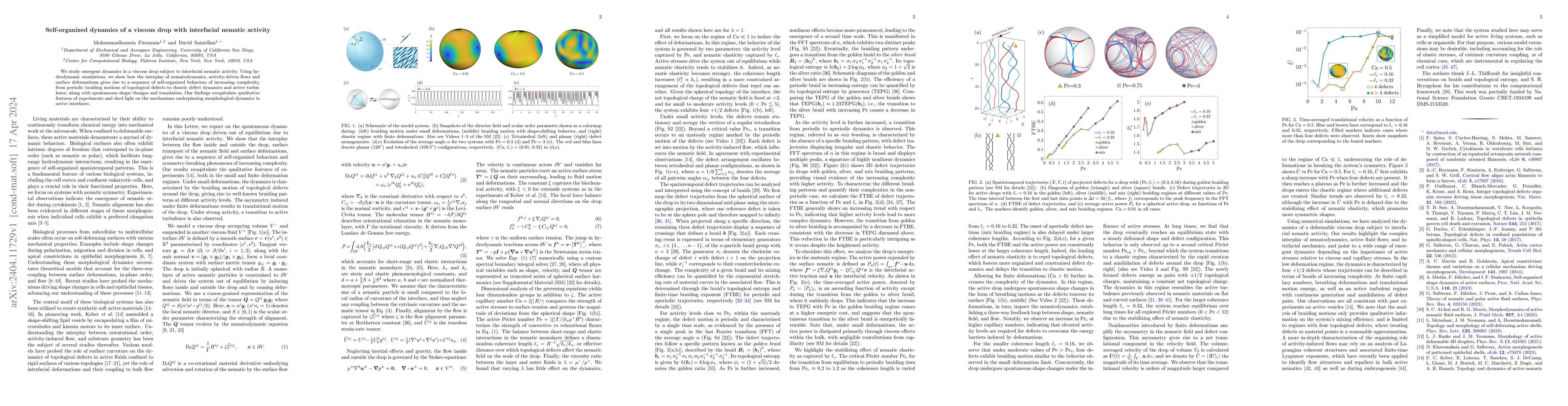 Thumbnail for Self-organized dynamics of a viscous drop with interfacial nematic
  activity