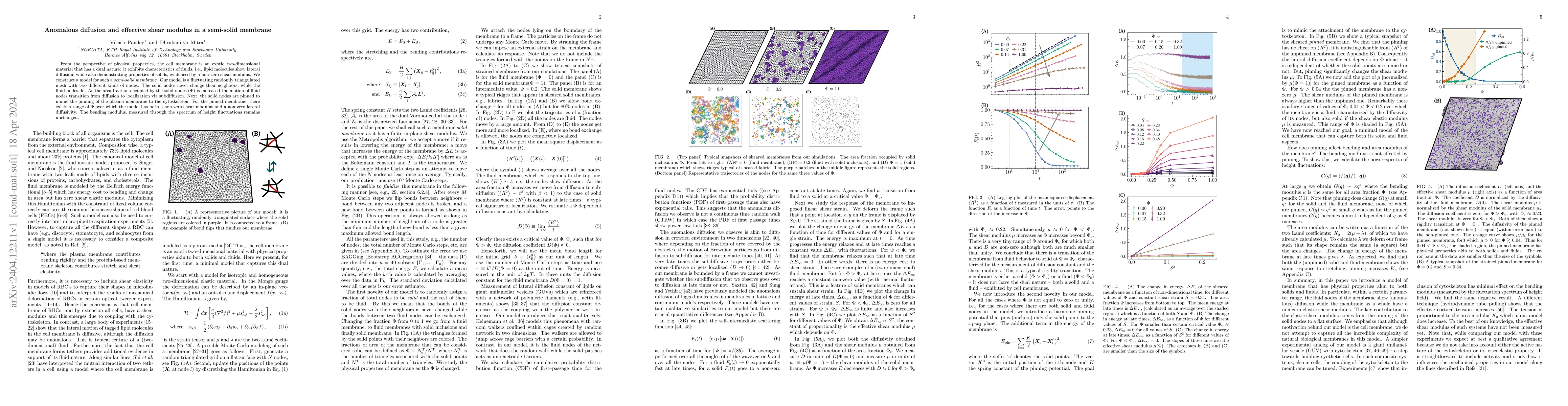 Thumbnail for Anomalous diffusion and effective shear modulus in a semi-solid membrane