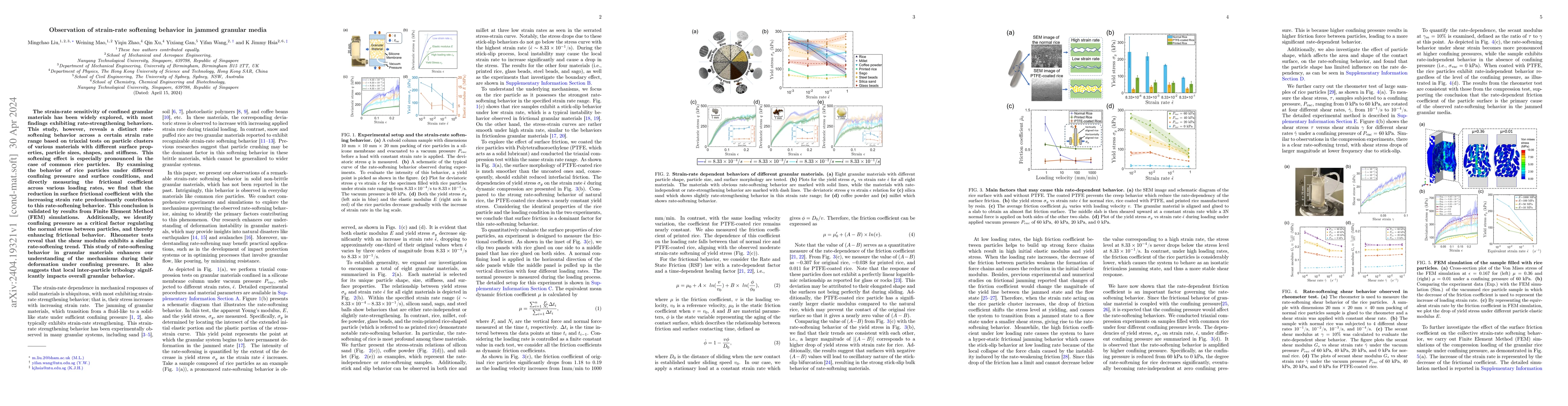 Thumbnail for Observation of strain-rate softening behavior in jammed granular media