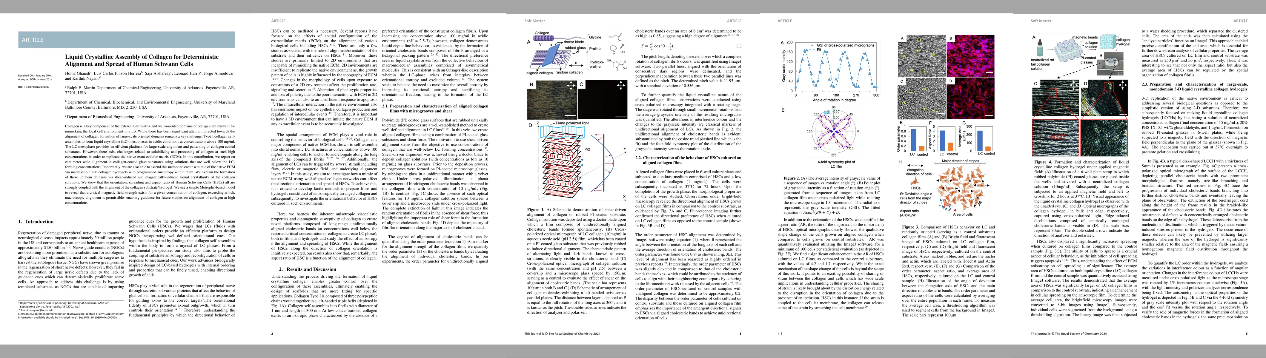 Thumbnail for Liquid Crystalline Assembly of Collagen for Deterministic Alignment and
  Spread of Human Schwann Cells