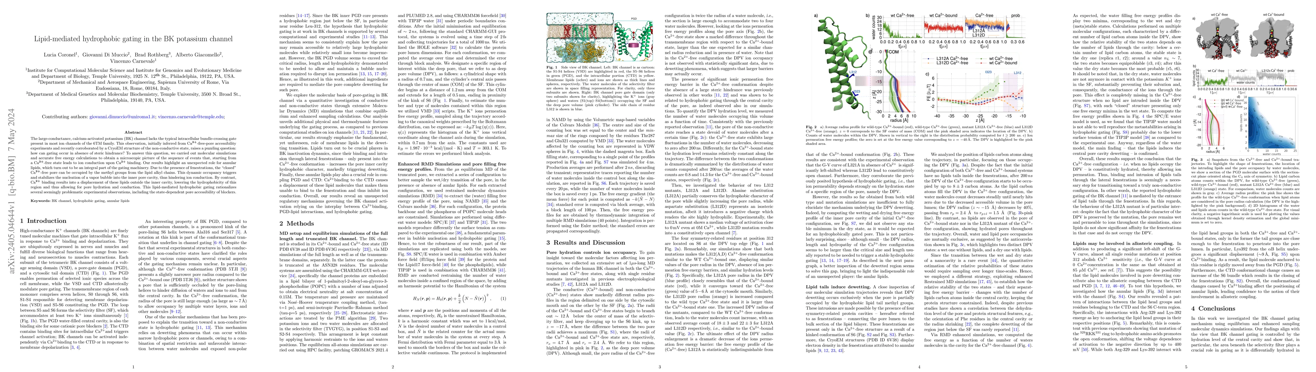 Thumbnail for Lipid-mediated hydrophobic gating in the BK potassium channel