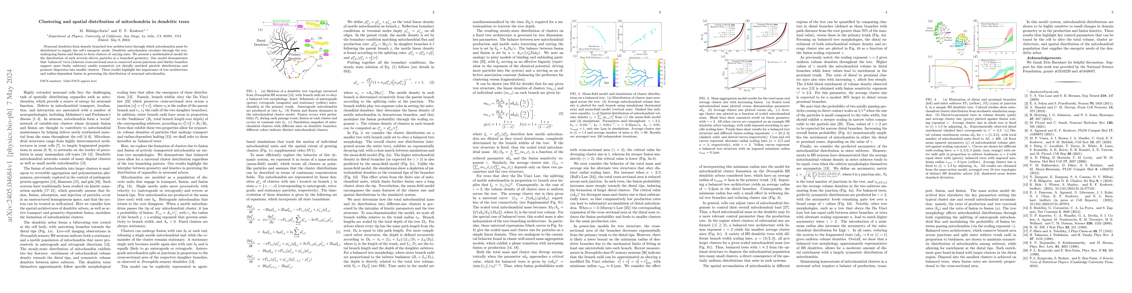 Thumbnail for Clustering and spatial distribution of mitochondria in dendritic trees
