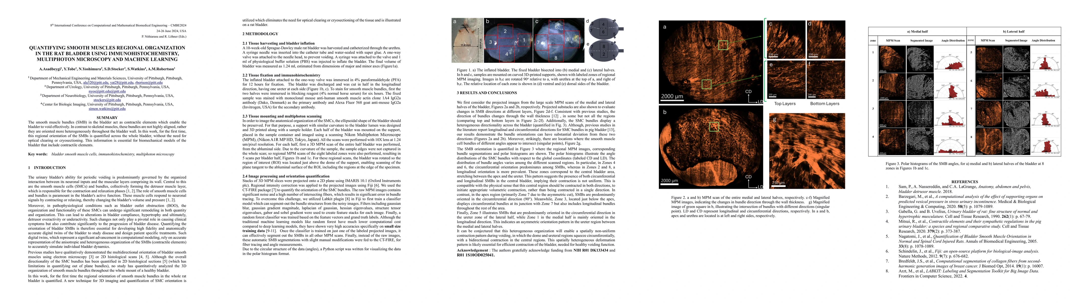 Thumbnail for Quantifying Smooth Muscles Regional Organization in the Rat Bladder
  Using Immunohistochemistry, Multiphoton Microscopy and Machine Learning