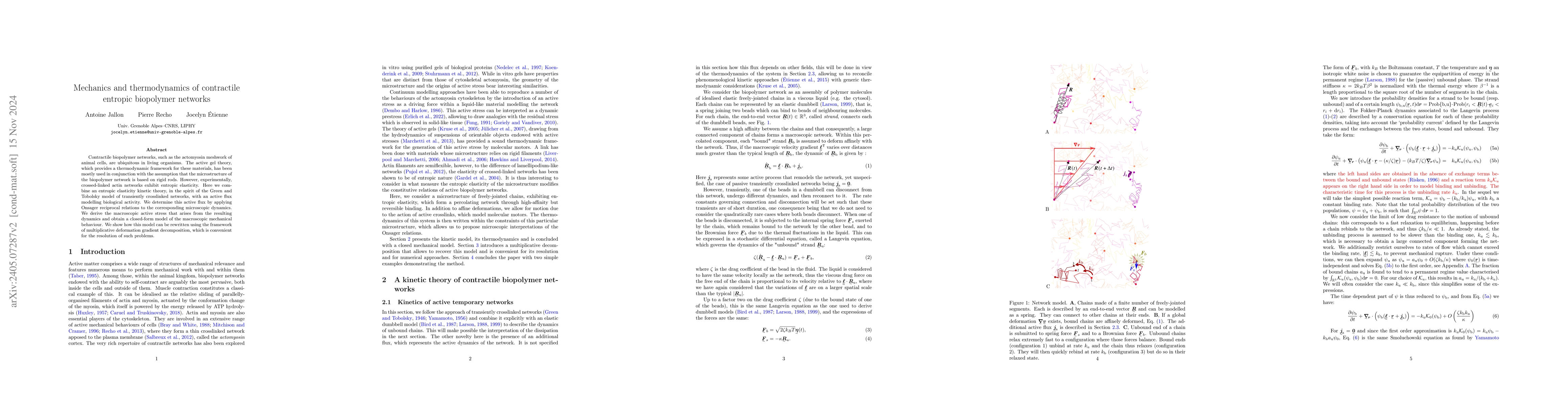 Thumbnail for Mechanics and thermodynamics of contractile biopolymer networks
