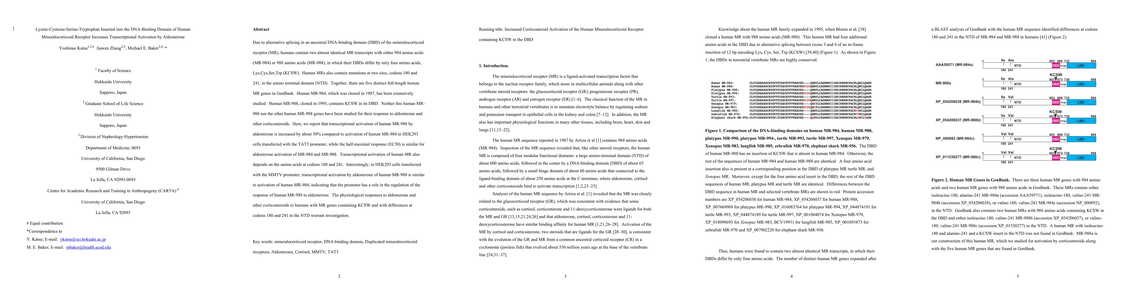 Thumbnail for Lysine-Cysteine-Serine-Tryptophan Inserted into the DNA-Binding Domain
  of Human Mineralocorticoid Receptor Increases Transcriptional Activation by
  Aldosterone