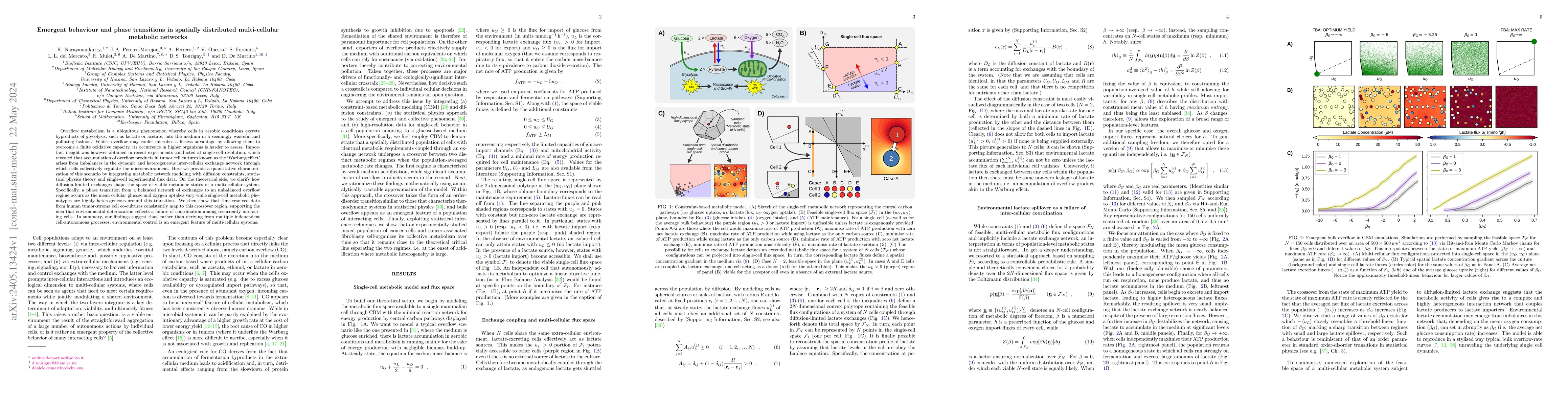 Thumbnail for Emergent behaviour and phase transitions in spatially distributed
  multi-cellular metabolic networks