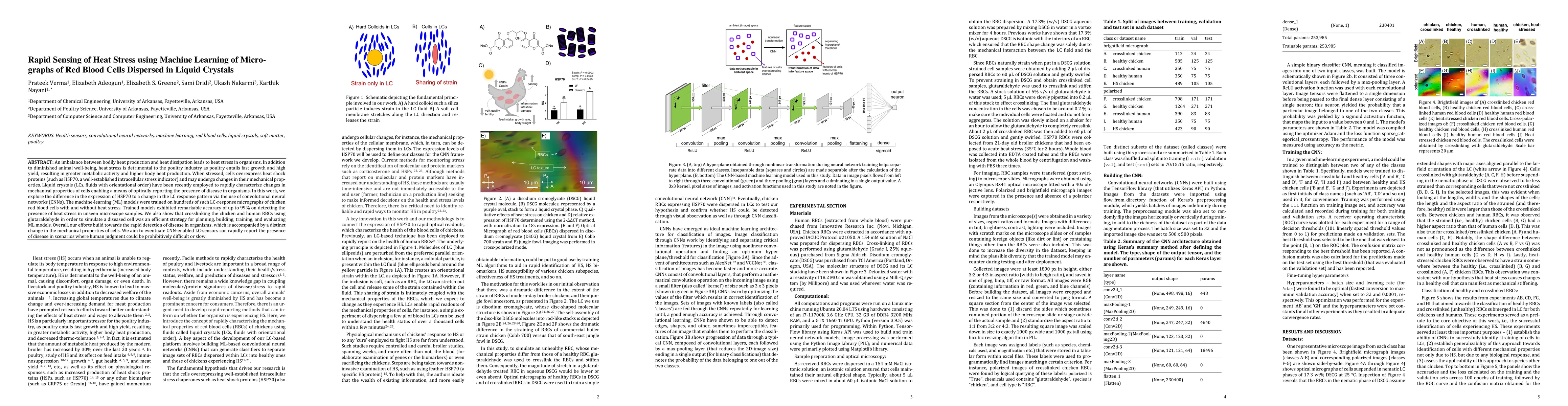 Thumbnail for Rapid Sensing of Heat Stress using Machine Learning of Micrographs of
  Red Blood Cells Dispersed in Liquid Crystals