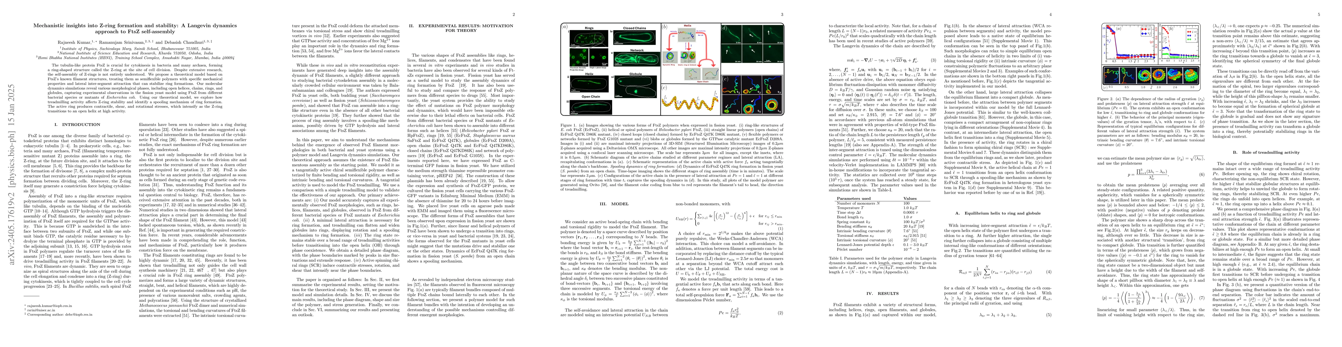 Thumbnail for Mechanistic insights into Z-ring formation and stability: A Langevin
  dynamics approach to FtsZ self-assembly