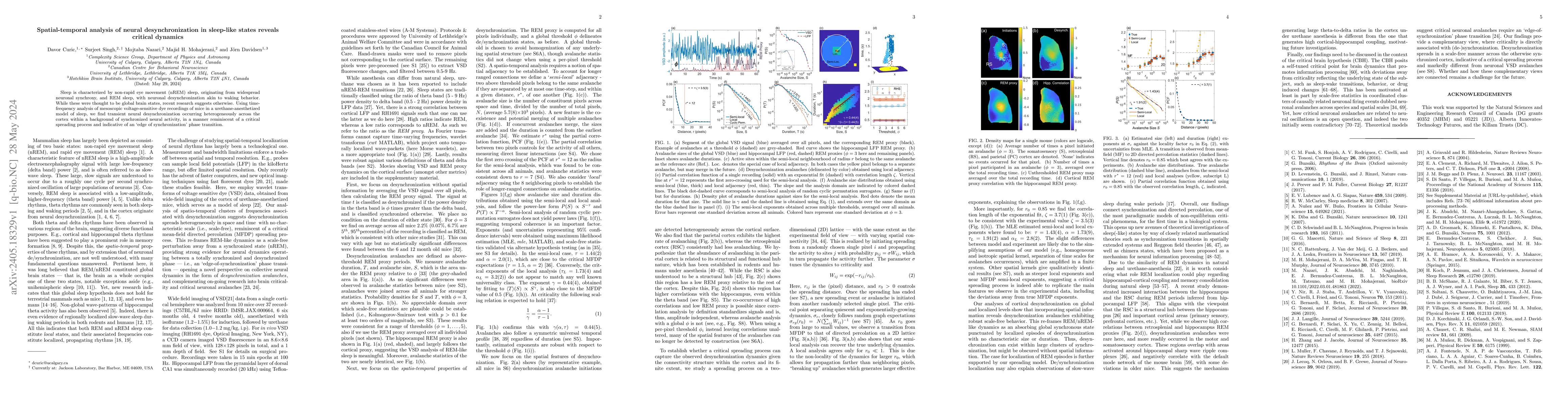Thumbnail for Spatial-temporal analysis of neural desynchronization in sleep-like
  states reveals critical dynamics