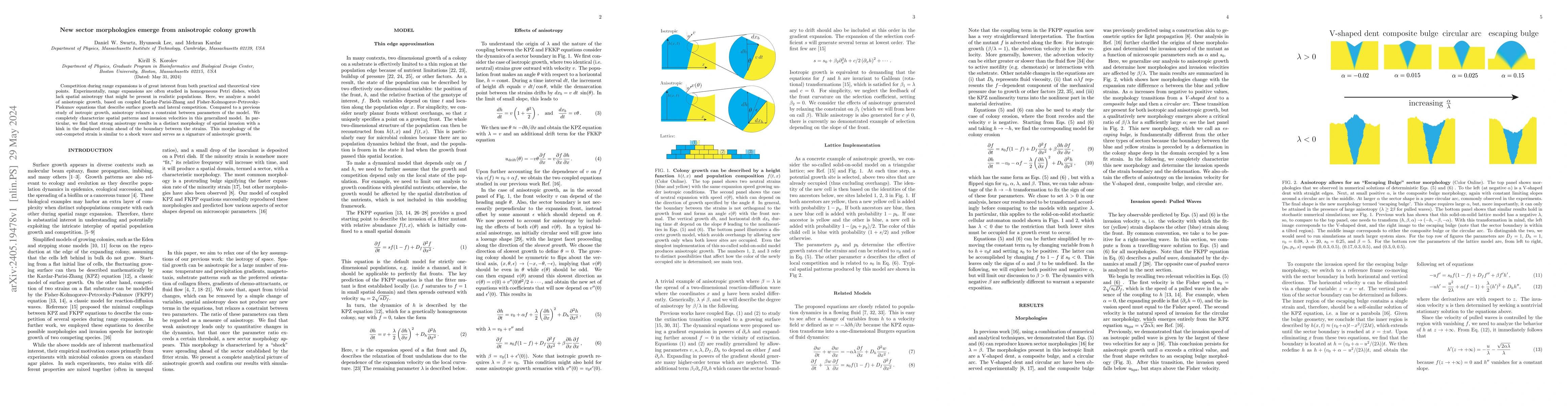Thumbnail for New sector morphologies emerge from anisotropic colony growth
