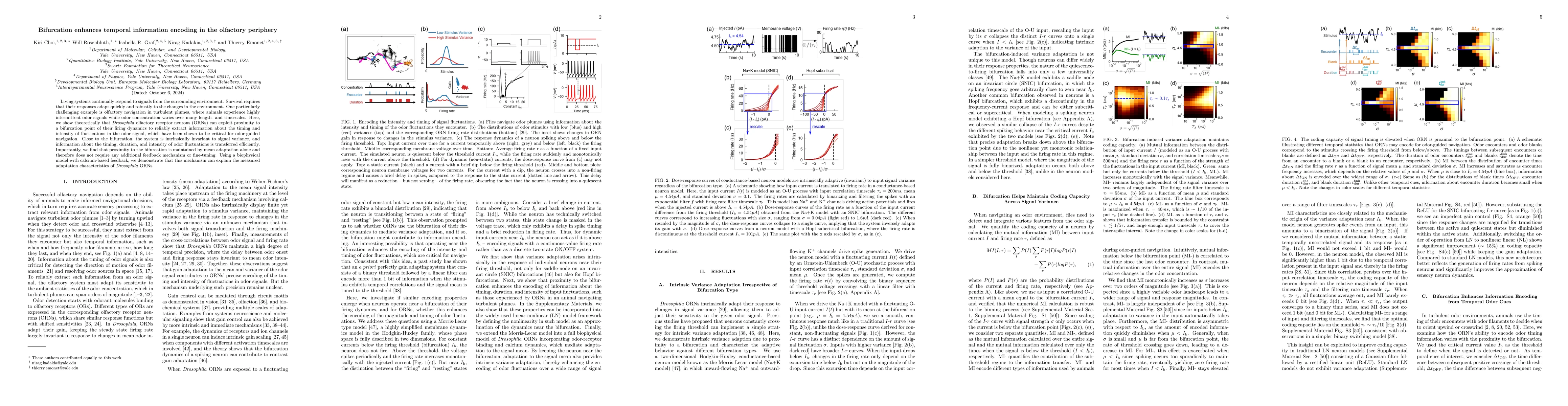 Thumbnail for Bifurcation enhances temporal information encoding in the olfactory
  periphery