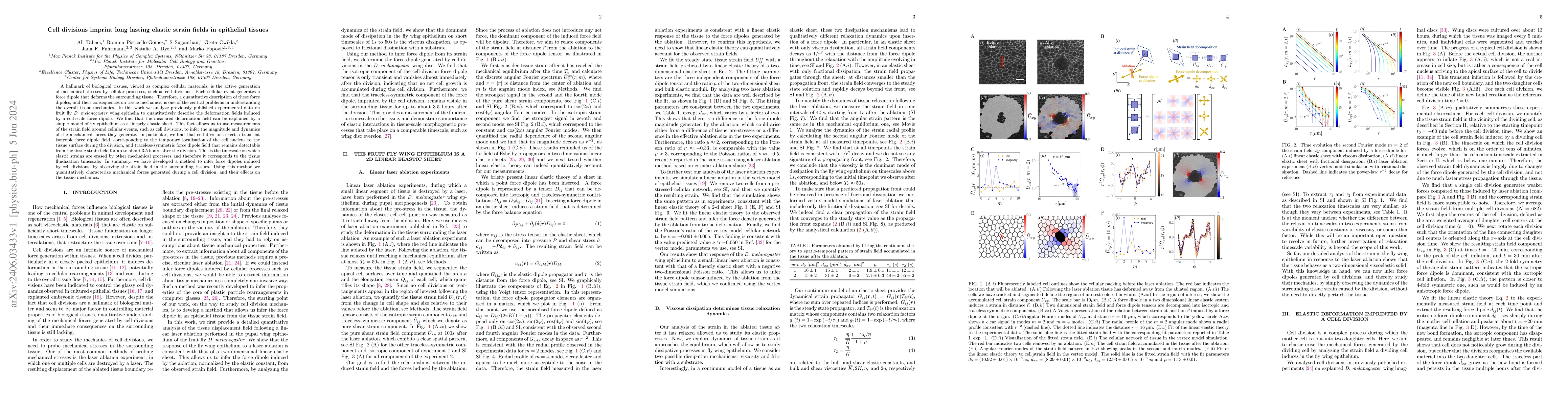 Thumbnail for Cell divisions imprint long lasting elastic strain fields in epithelial
  tissues