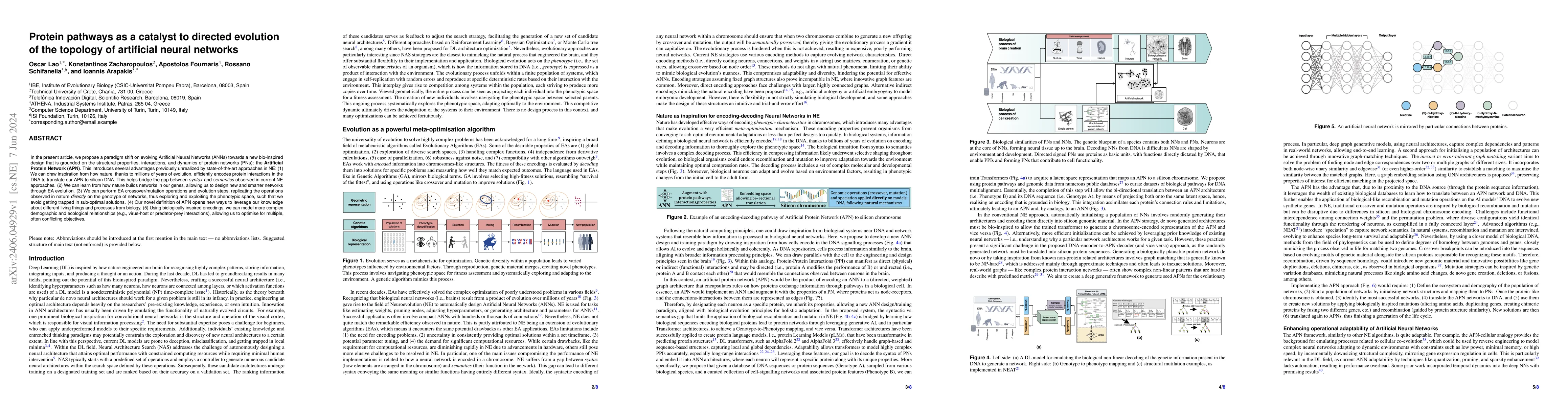 Thumbnail for Protein pathways as a catalyst to directed evolution of the topology of
  artificial neural networks