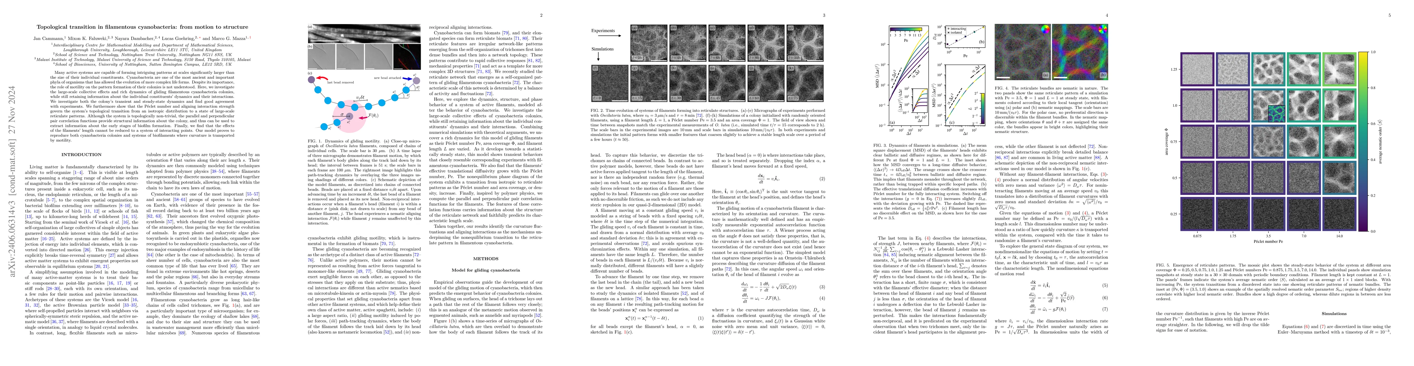 Thumbnail for Topological transition in cyanobacteria: from motion to structure