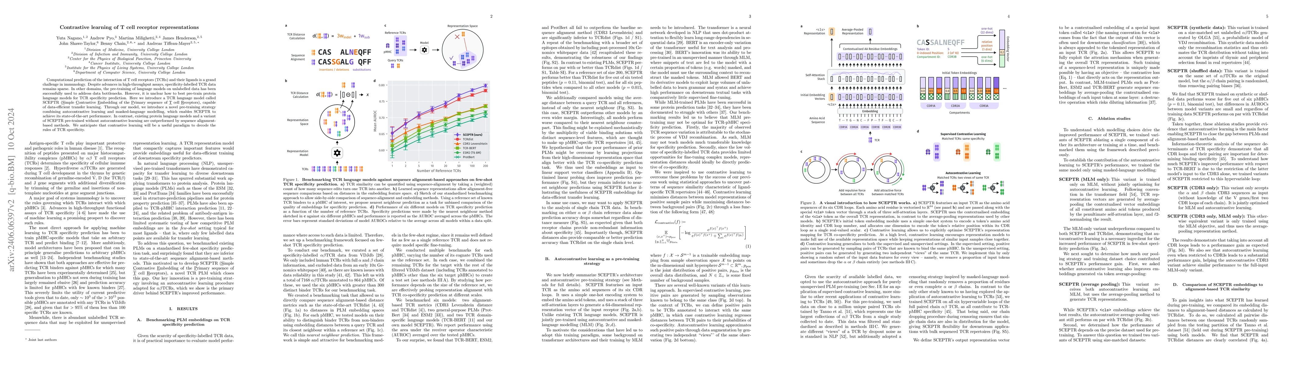 Thumbnail for Contrastive learning of T cell receptor representations