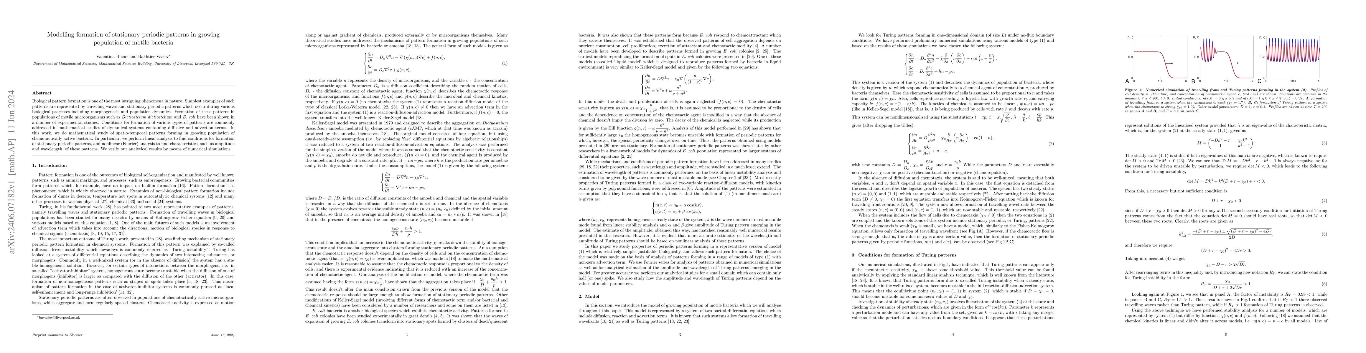 Thumbnail for Modelling formation of stationary periodic patterns in growing
  population of motile bacteria
