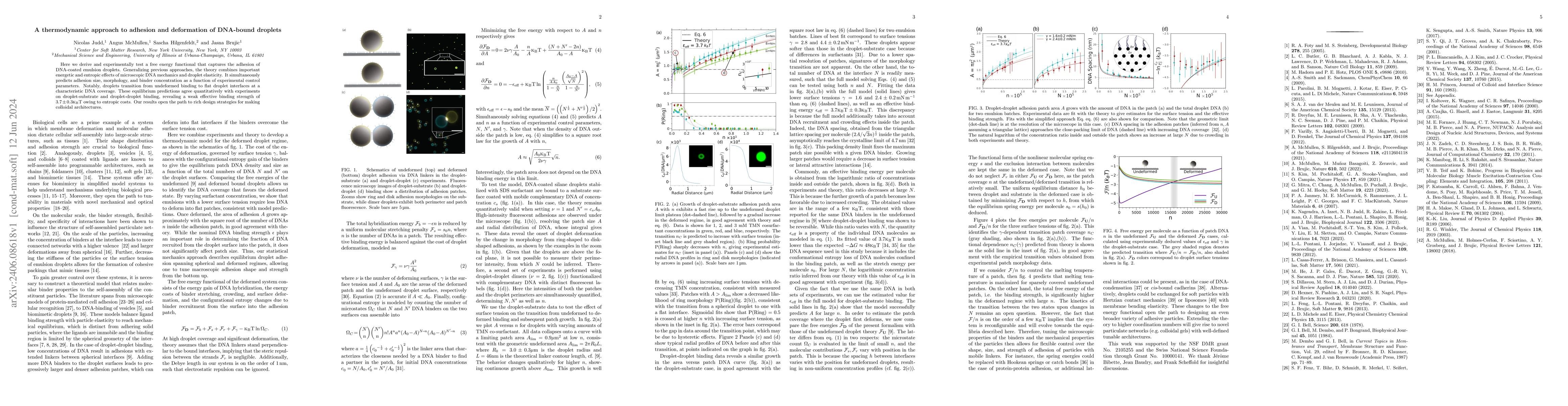 Thumbnail for A thermodynamic approach to adhesion and deformation of DNA-bound
  droplets