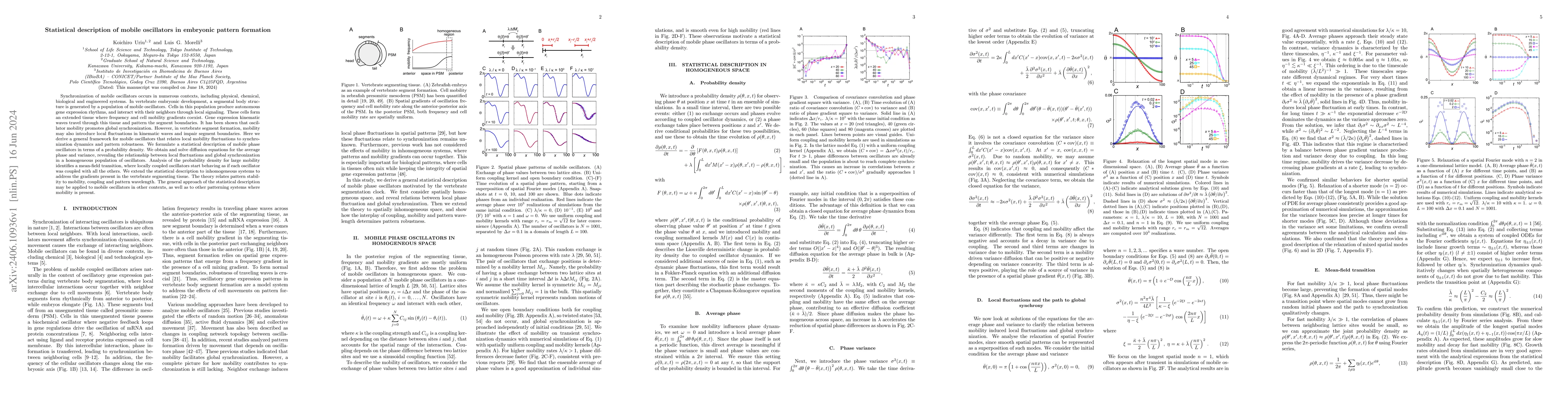 Thumbnail for Statistical description of mobile oscillators in embryonic pattern
  formation