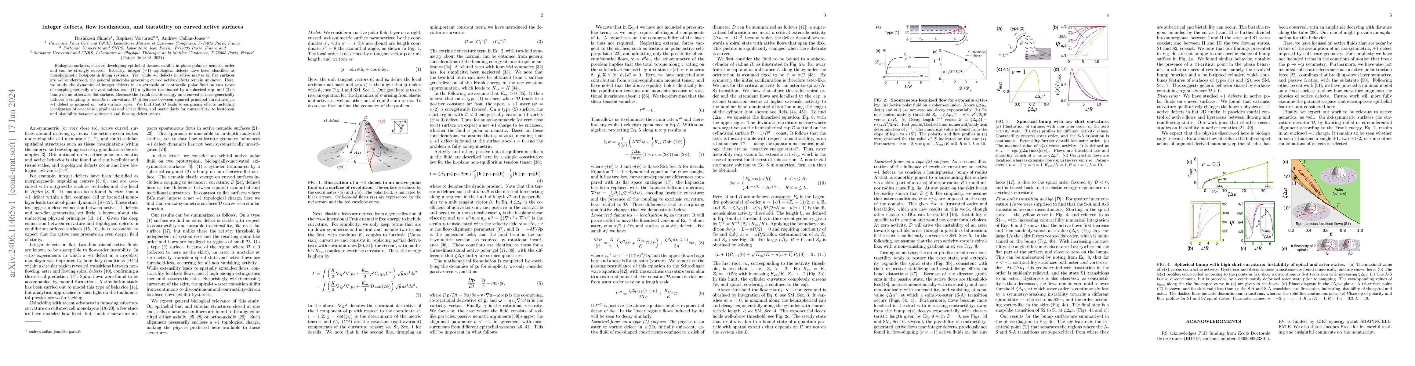 Thumbnail for Integer defects, flow localization, and bistability on curved active
  surfaces