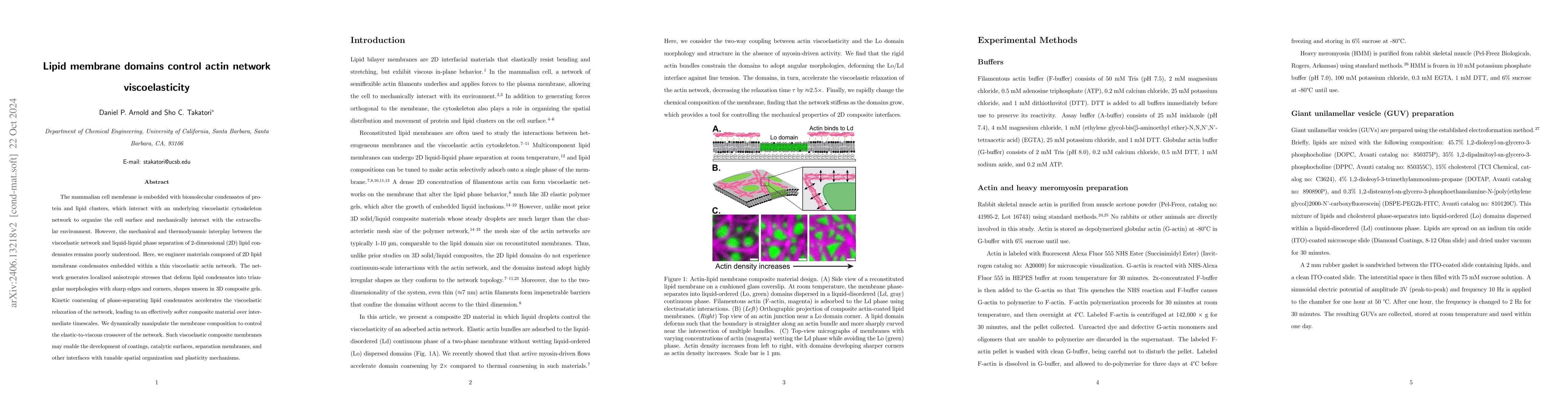 Thumbnail for Lipid membrane domains control actin network viscoelasticity